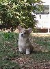  - Adorable mâle Welsh Corgi Pembroke 