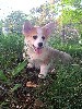  - Welsh Corgi Pembroke Disponible 