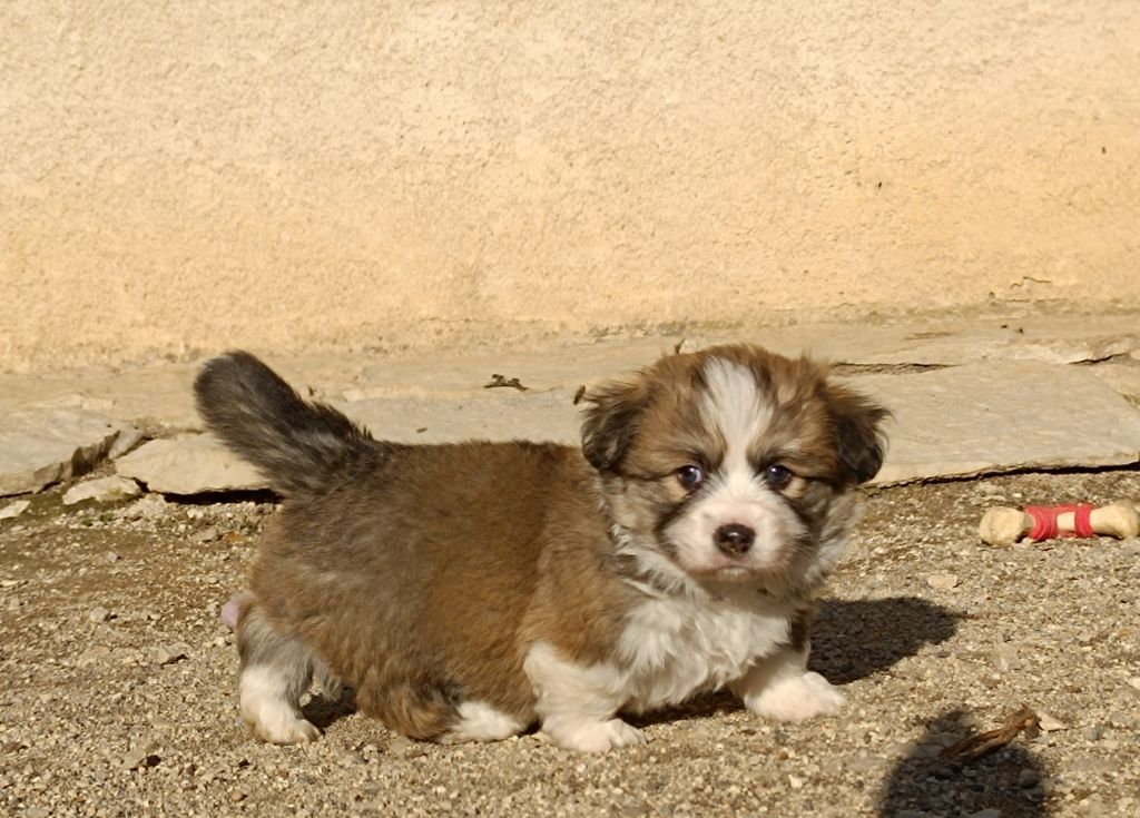 de l'Outsaïna - Notre joli mâle Fluffy 