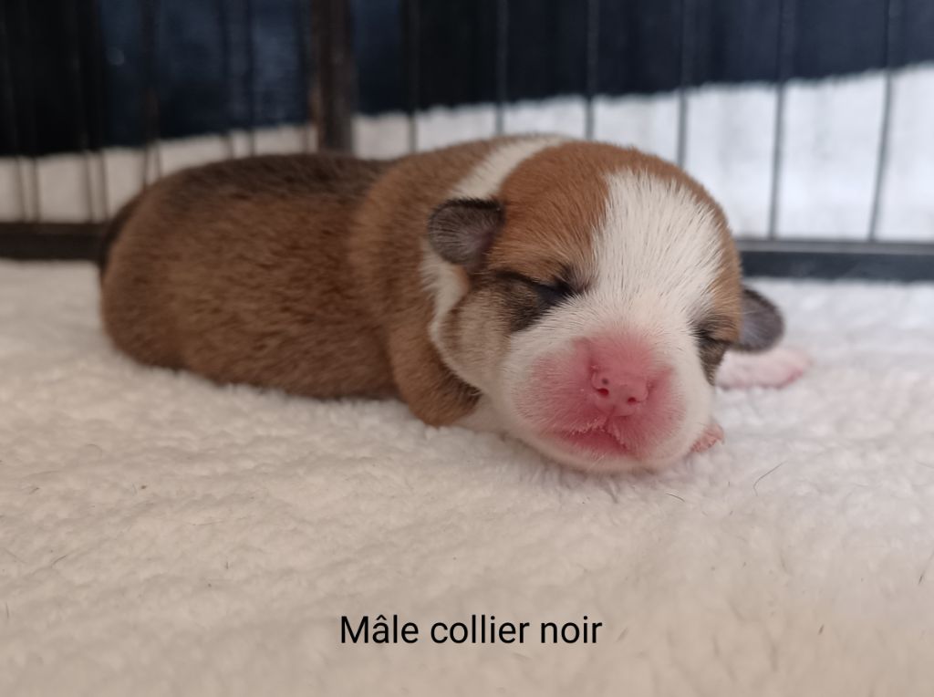 de l'Outsaïna - Nouvelles photos des bébés de Ti'Panda Corgi de l'Outsaïna 