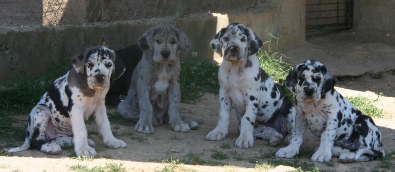 de l'Outsaïna - Dogue allemand - Portée née le 30/04/2011