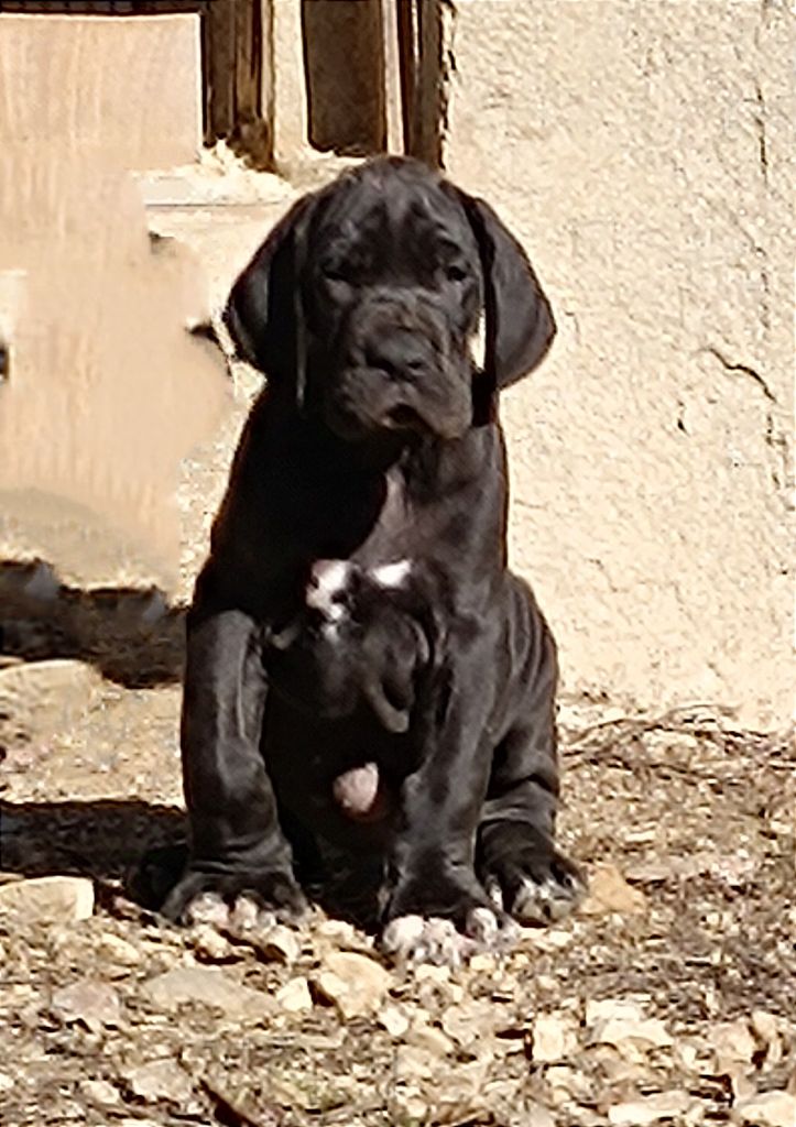 de l'Outsaïna - Chiot disponible  - Dogue allemand