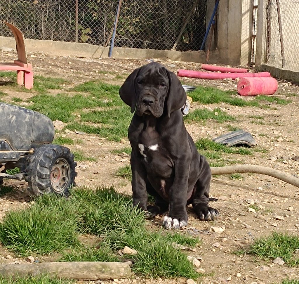 de l'Outsaïna - Chiot disponible  - Dogue allemand