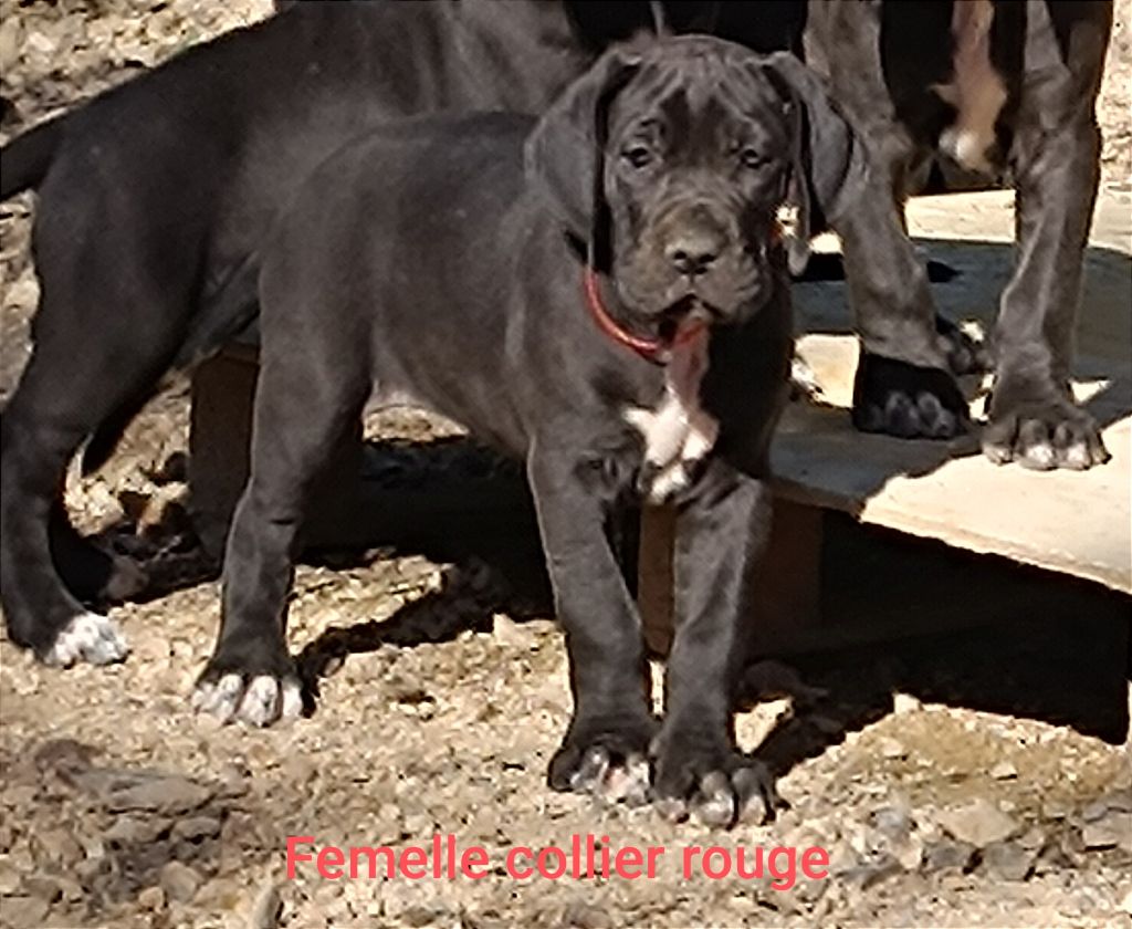 de l'Outsaïna - Chiot disponible  - Dogue allemand