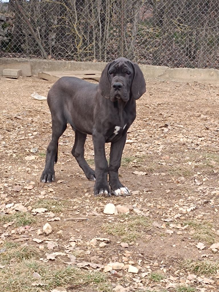 de l'Outsaïna - Chiot disponible  - Dogue allemand