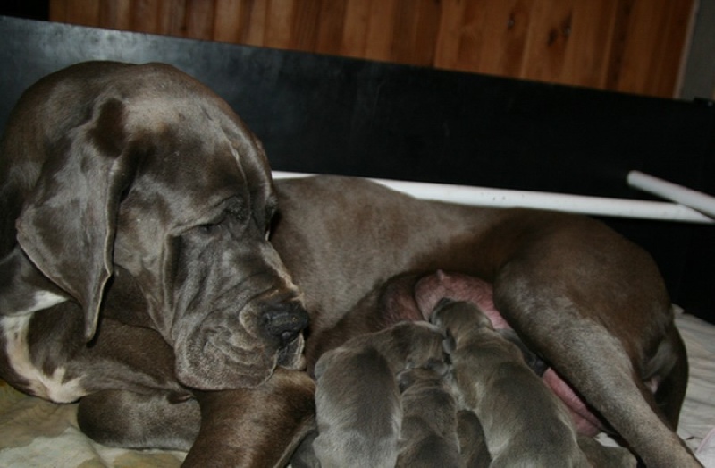 de l'Outsaïna - Dogue allemand - Portée née le 12/02/2011