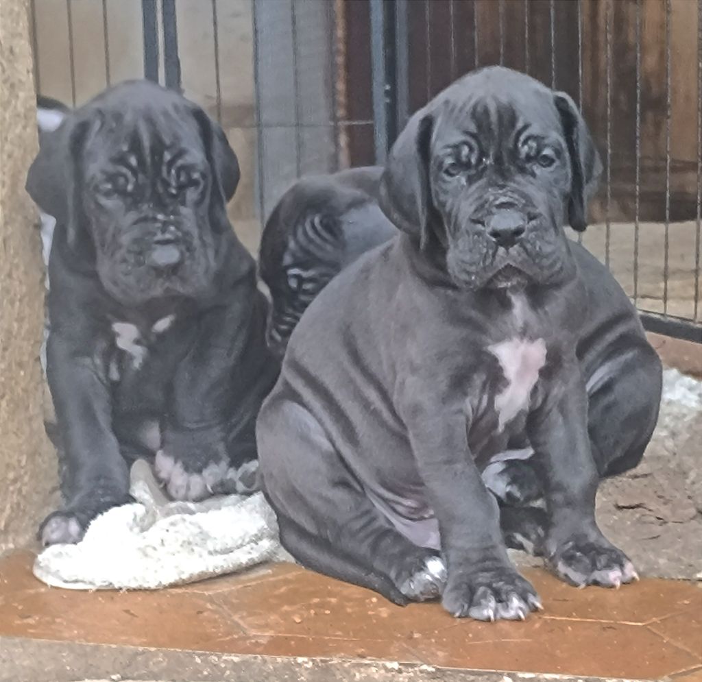 chiot Dogue allemand de l'Outsaïna