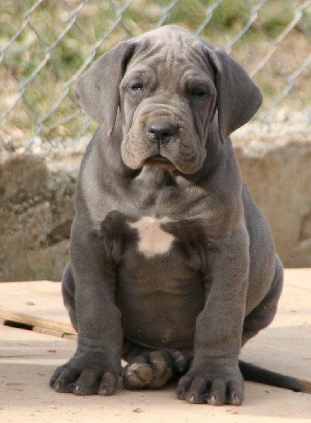 de l'Outsaïna - Dogue allemand - Portée née le 23/11/2012