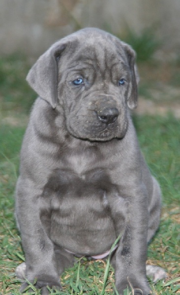 de l'Outsaïna - Dogue allemand - Portée née le 04/06/2010