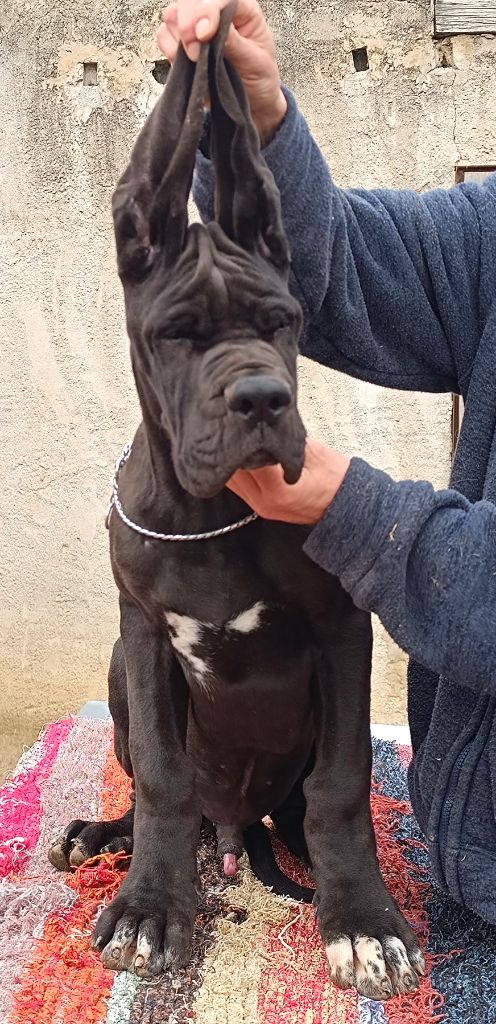 de l'Outsaïna - Chiot disponible  - Dogue allemand