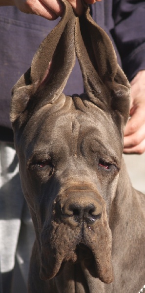 de l'Outsaïna - Dogue allemand - Portée née le 16/03/2012