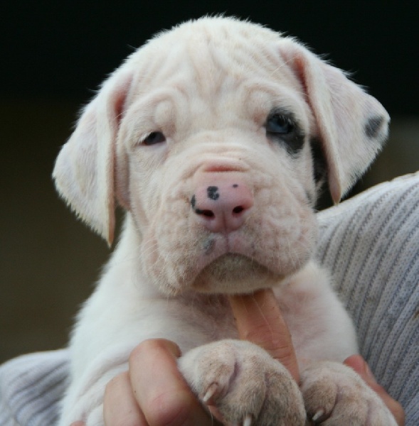 de l'Outsaïna - Dogue allemand - Portée née le 30/04/2011