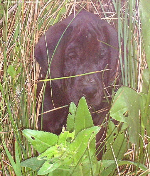 de l'Outsaïna - Dogue allemand - Portée née le 04/05/2006