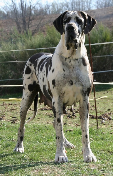 Dharmashastra de la Benjamine