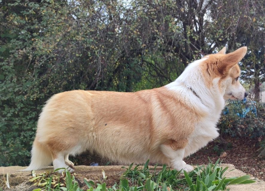 corgi red hill Nazca
