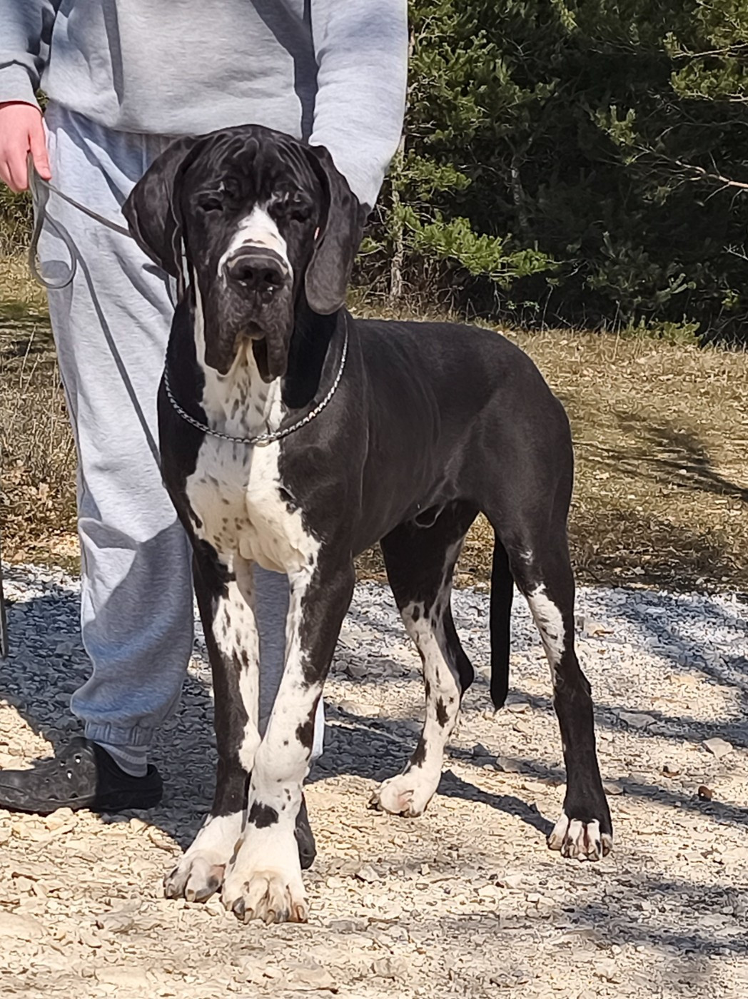 Arthur de l'Outsaïna