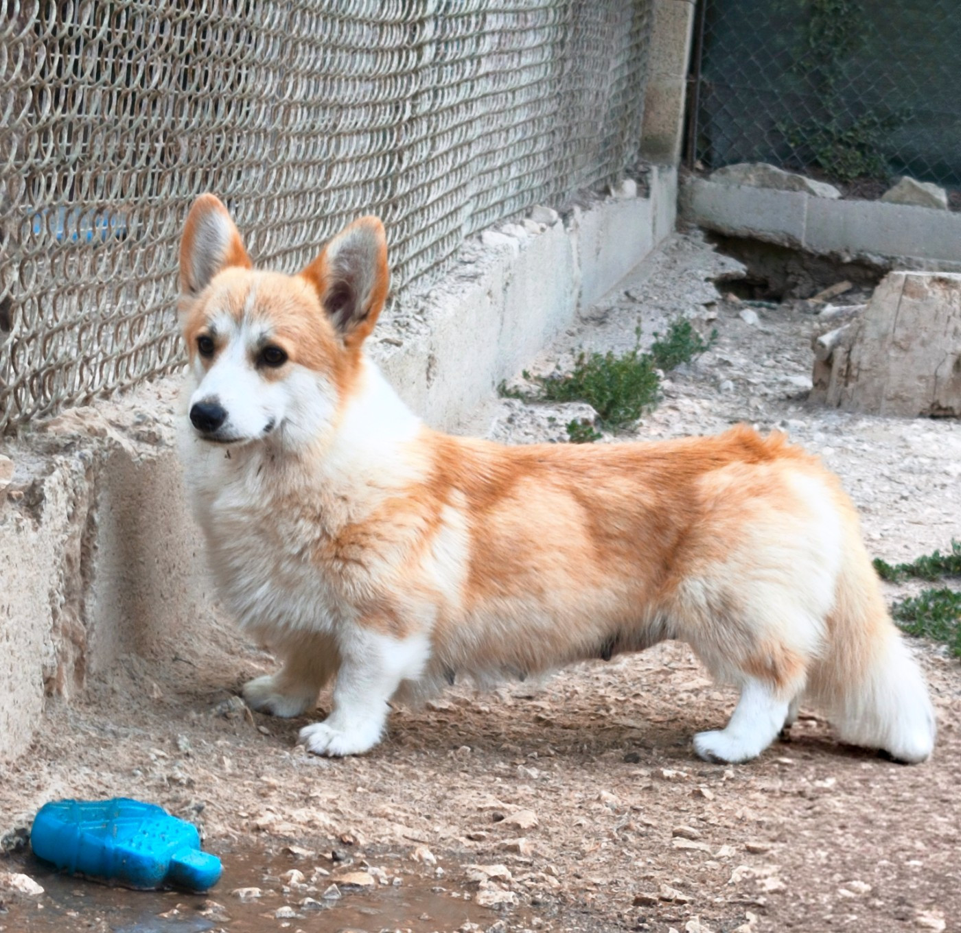 Vamos a la Playa Corgi de l'Outsaïna de l'Outsaïna