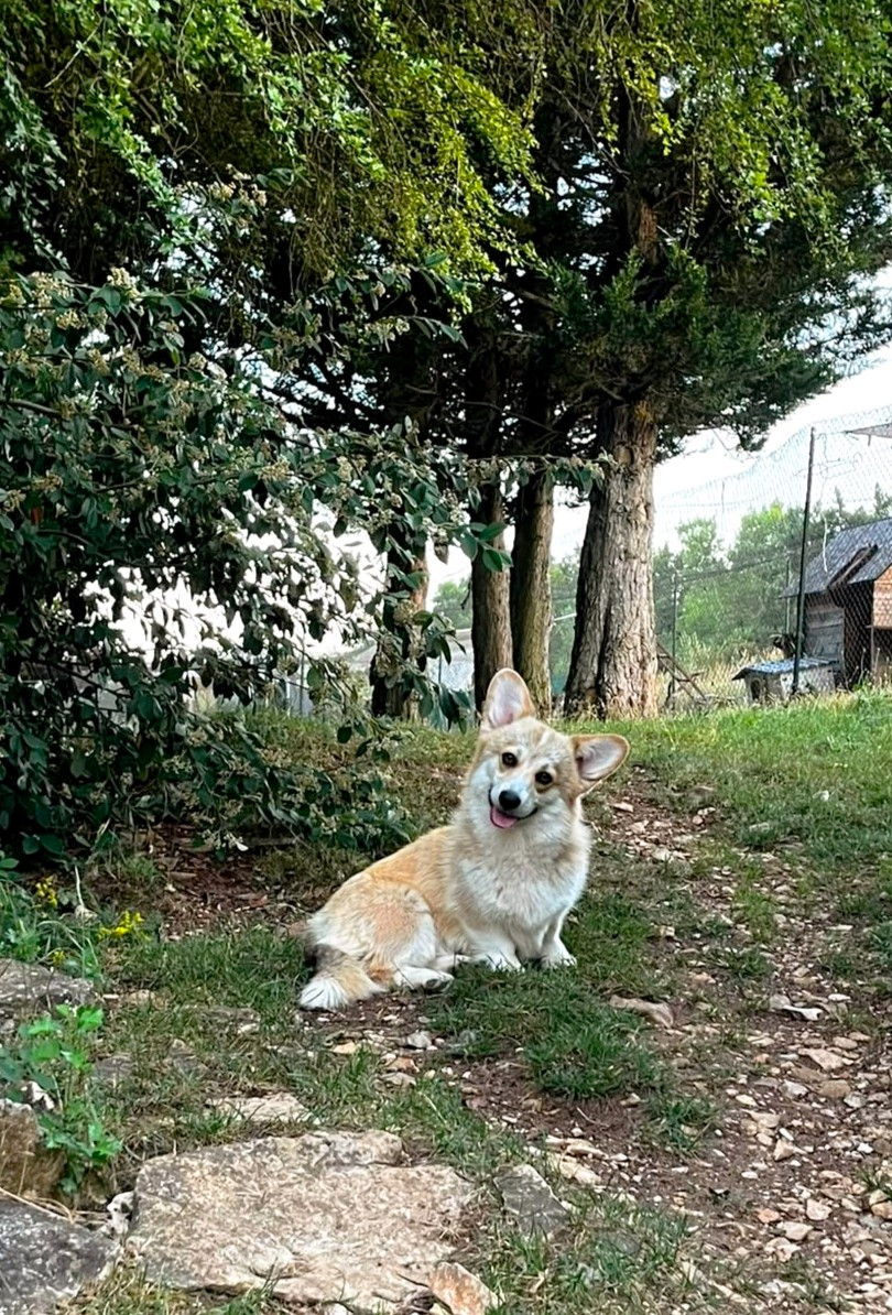 Amoutzia Corgi de l'Outsaïna