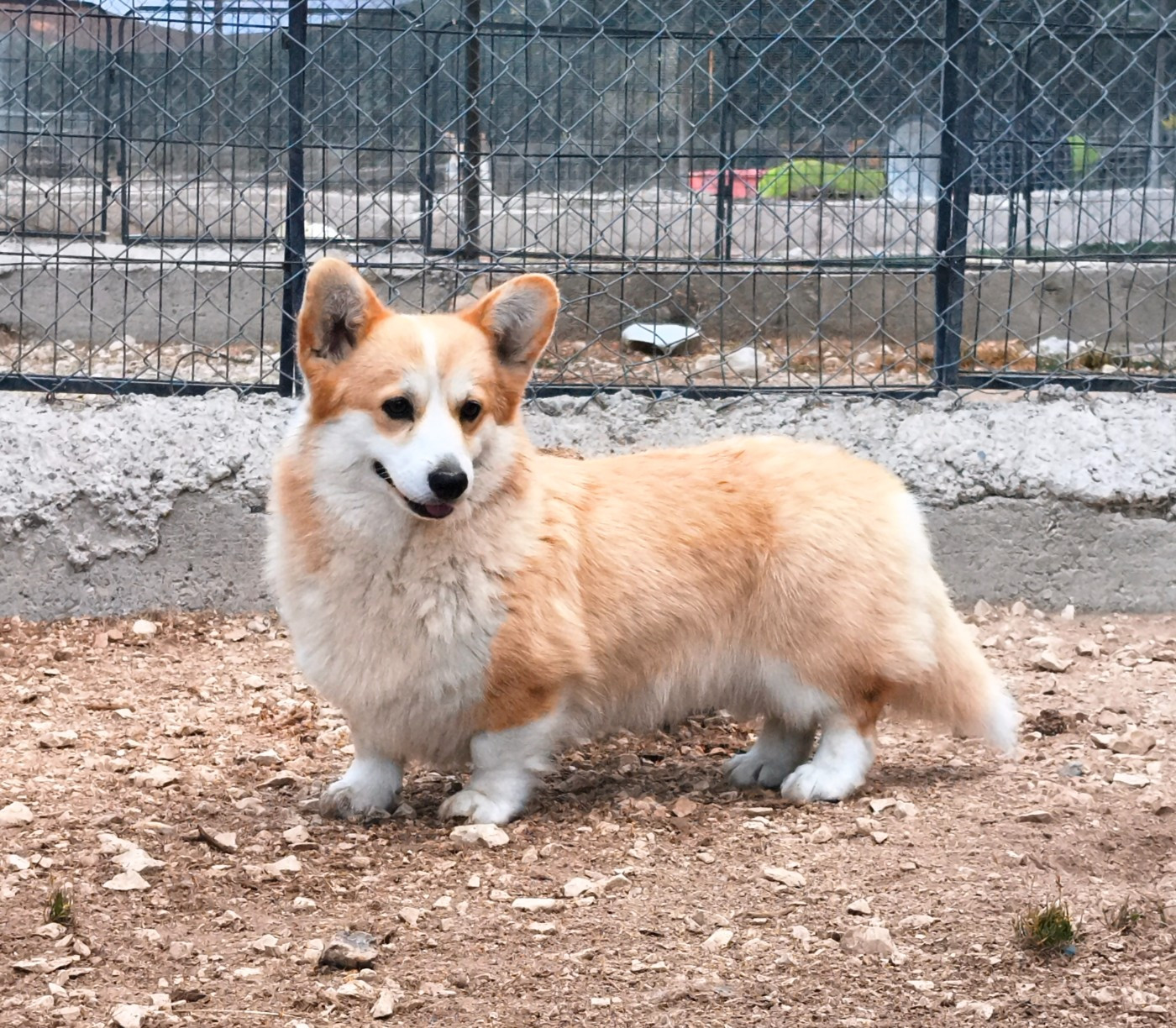 Ashanti Corgi de l'Outsaïna