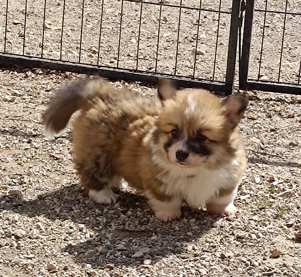 de l'Outsaïna - Une femelle Fluffy est disponible