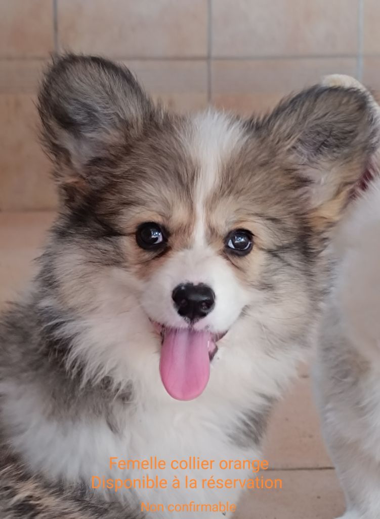 de l'Outsaïna - Une femelle Fluffy est disponible