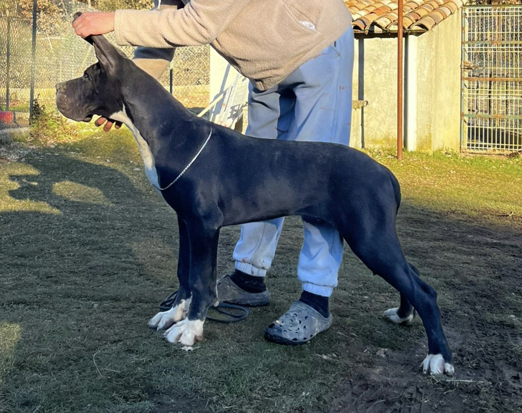 de l'Outsaïna - Nouvelles photos de notre mâle noir disponible