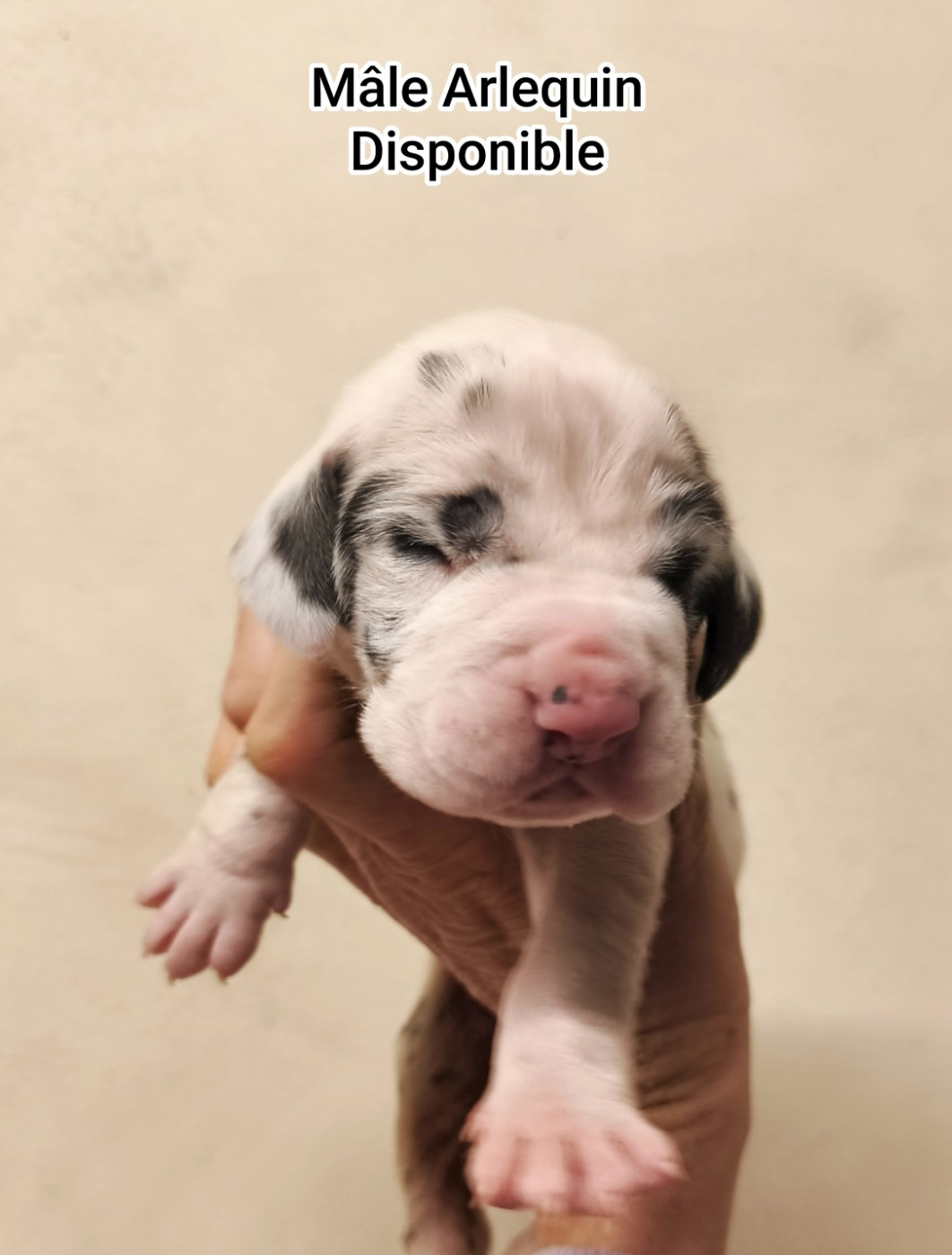 de l'Outsaïna - Mâle Arlequin Disponible à la réservation