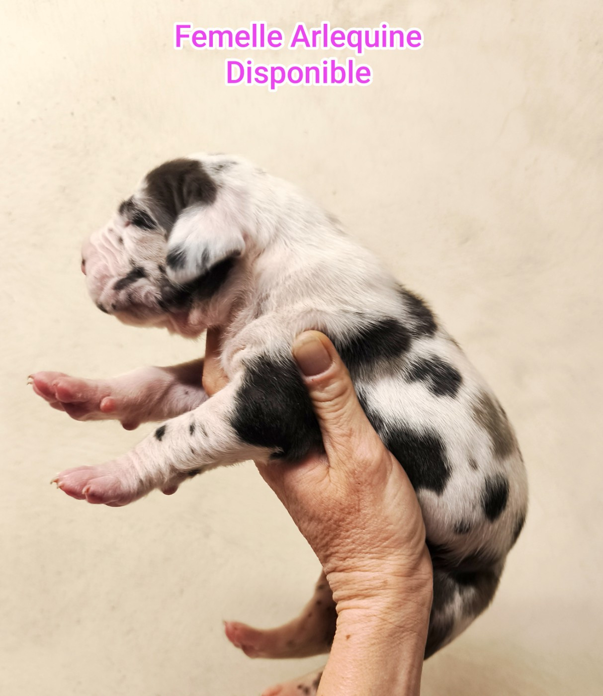 de l'Outsaïna - Femelle Arlequine disponible à la réservation