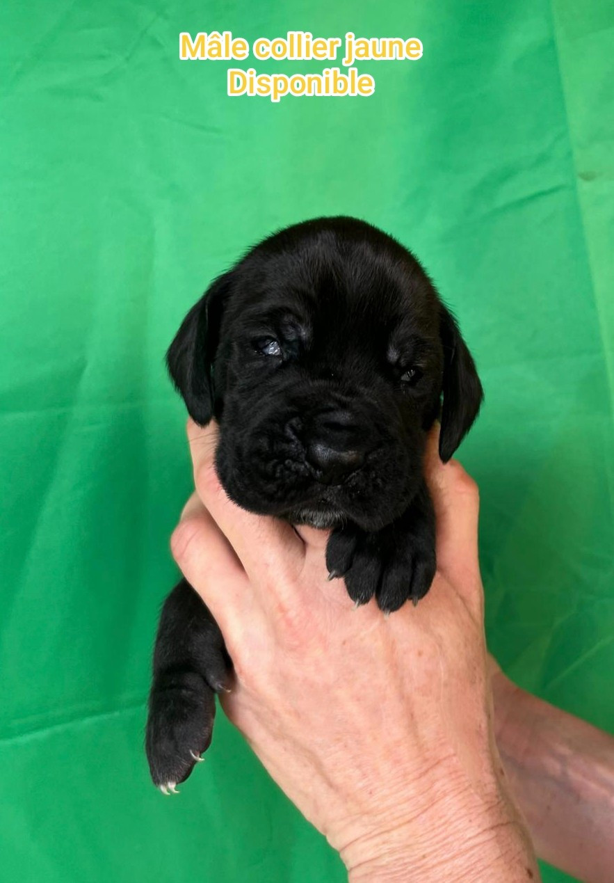 Joli mâle noir disponible