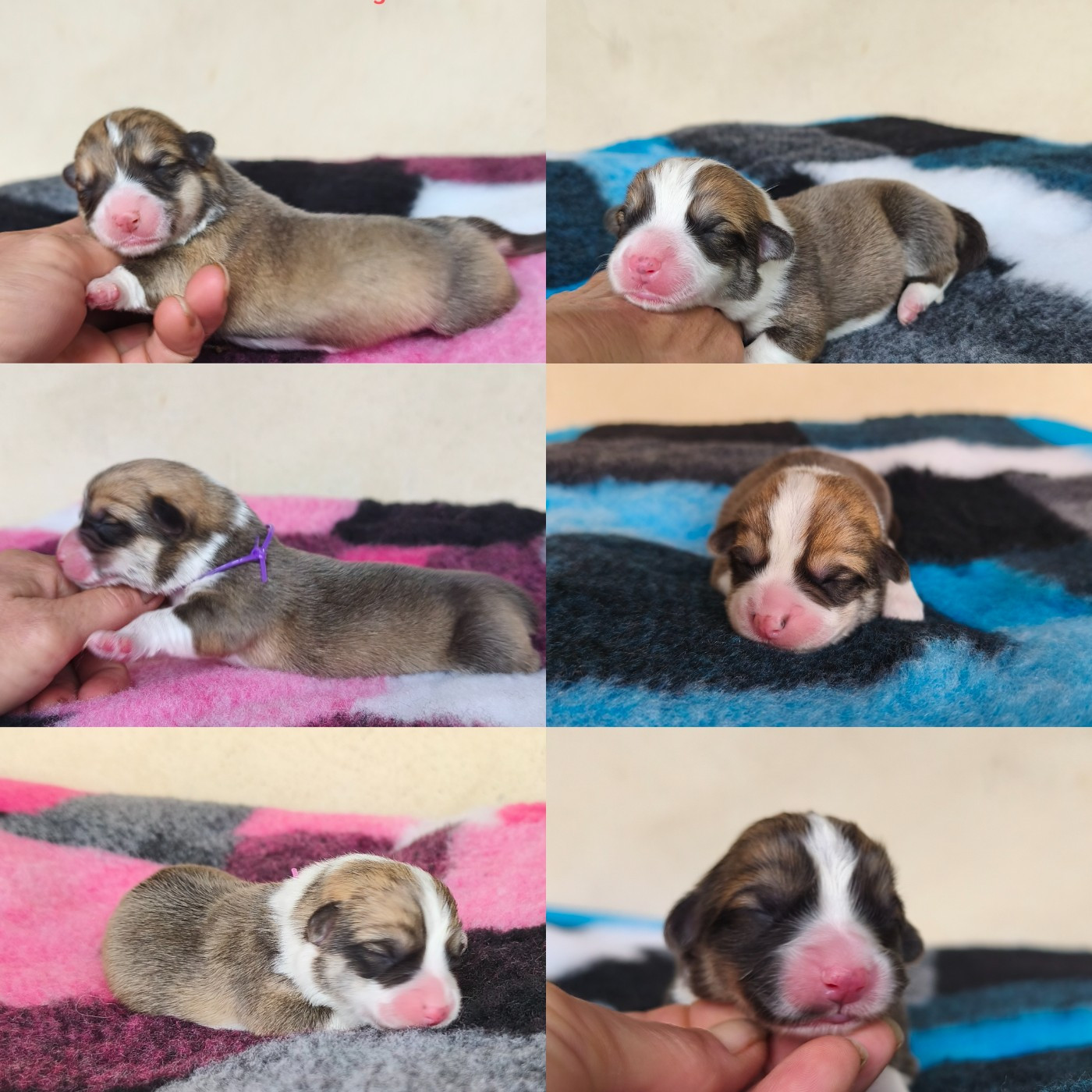 de l'Outsaïna - Nos premiers bébés Corgi 2026 sont arrivées