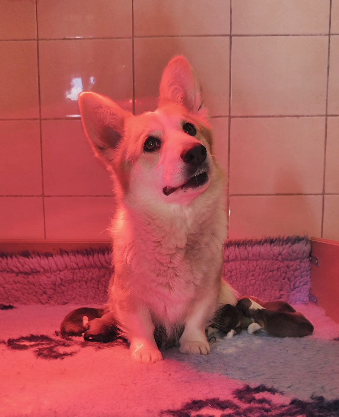 de l'Outsaïna - Les bébés de Ti'Panda sont arrivés le 12 mars