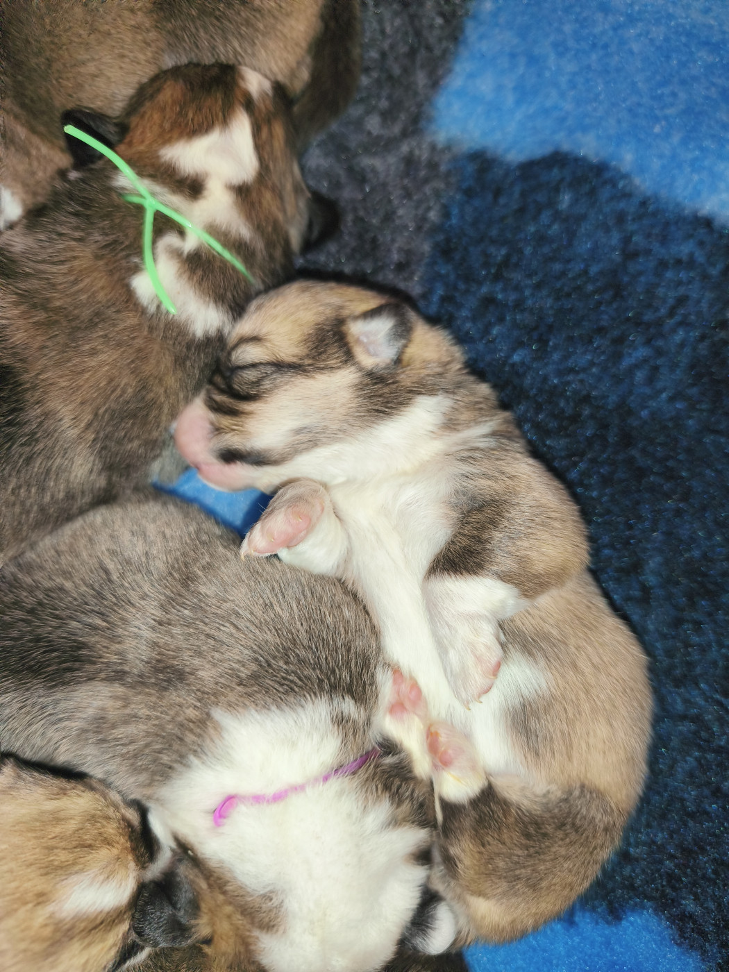 de l'Outsaïna - Les bébés de Demetra ont déjà une semaine