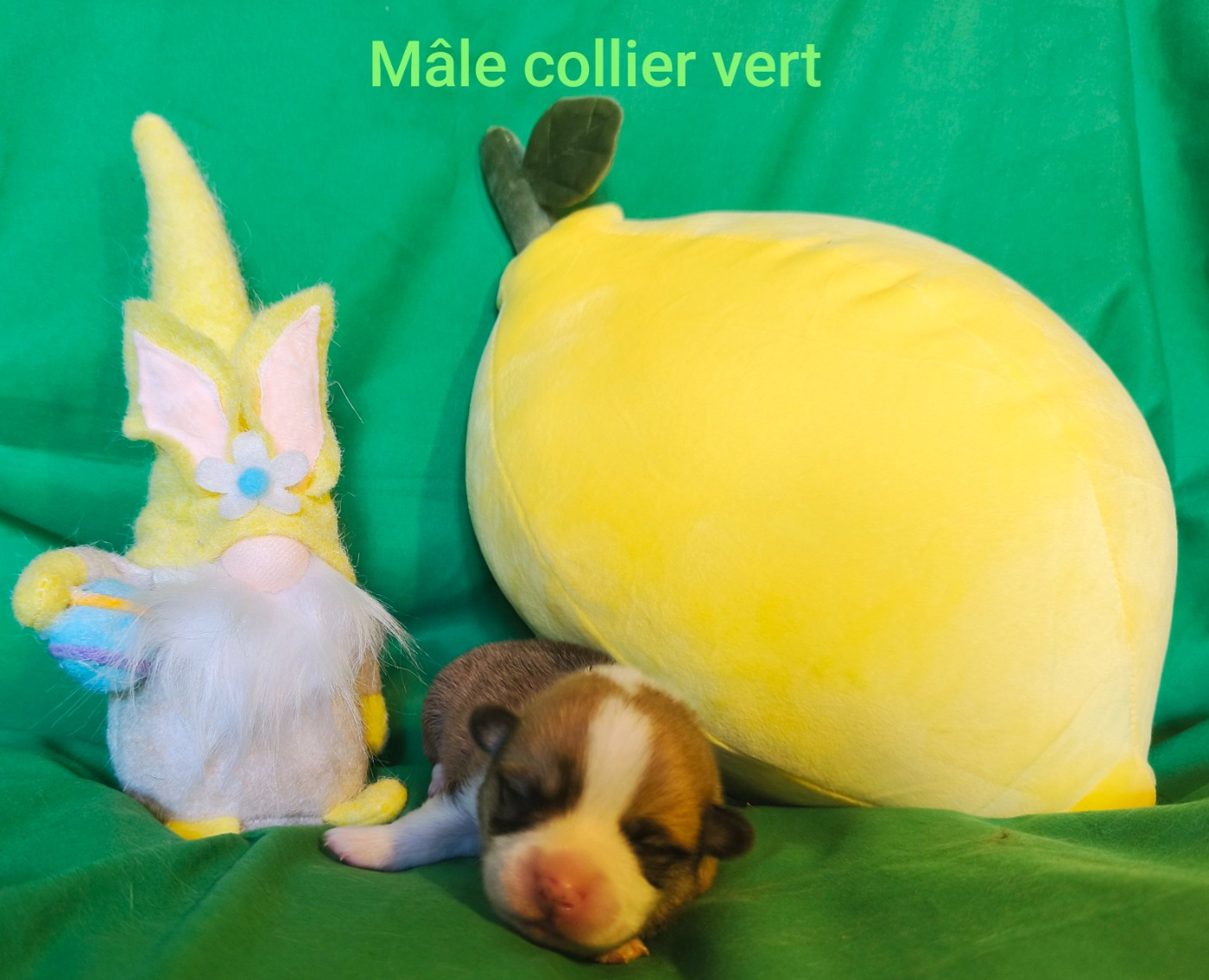 Nouvelles photos des bébés de Ti'Panda