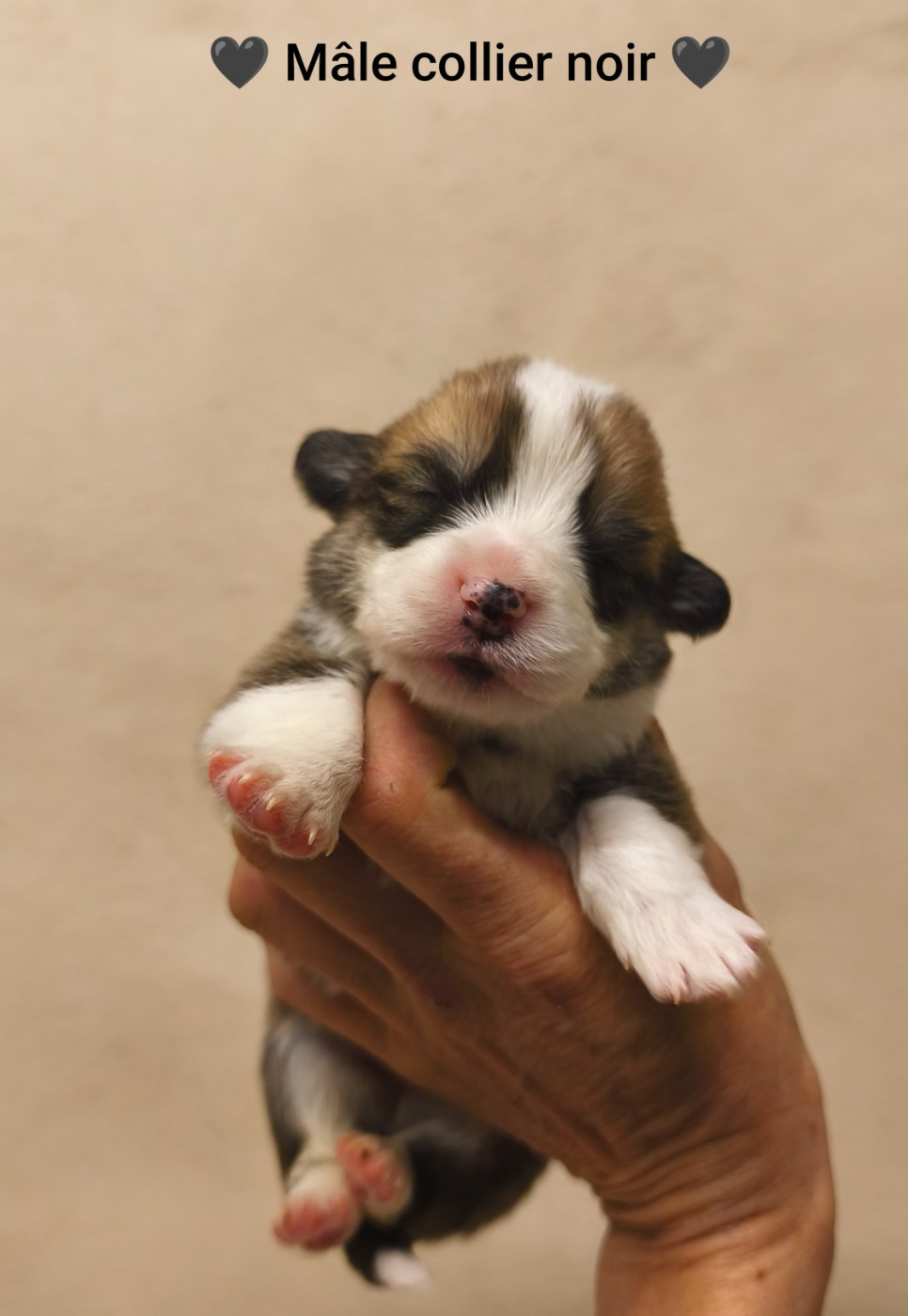 Photos des bébés de Demetra et Perelló