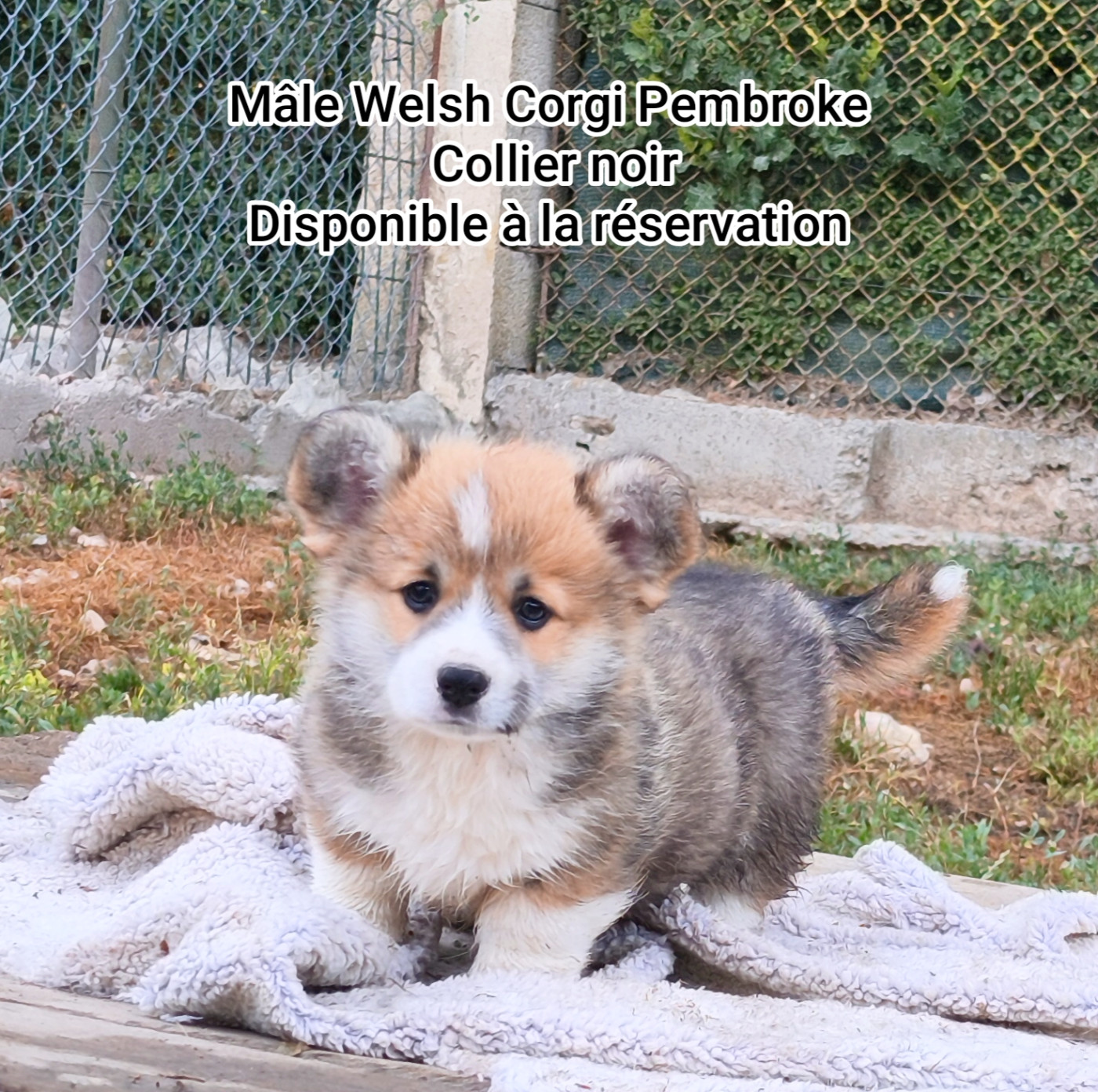Notre mâle Welsh Corgi Pembroke collier noir