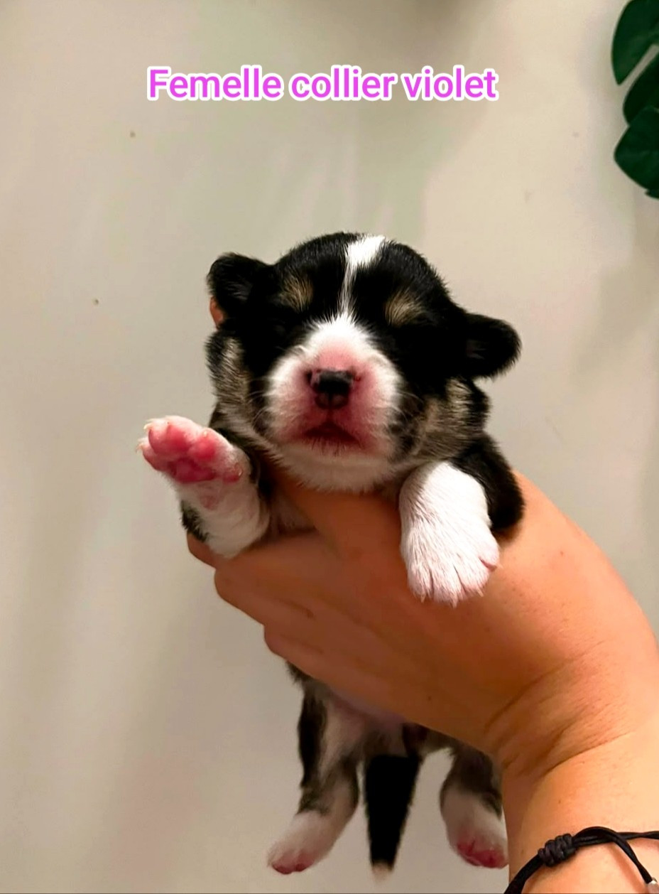 Des chiots Tricolores sont nés le 22 juin
