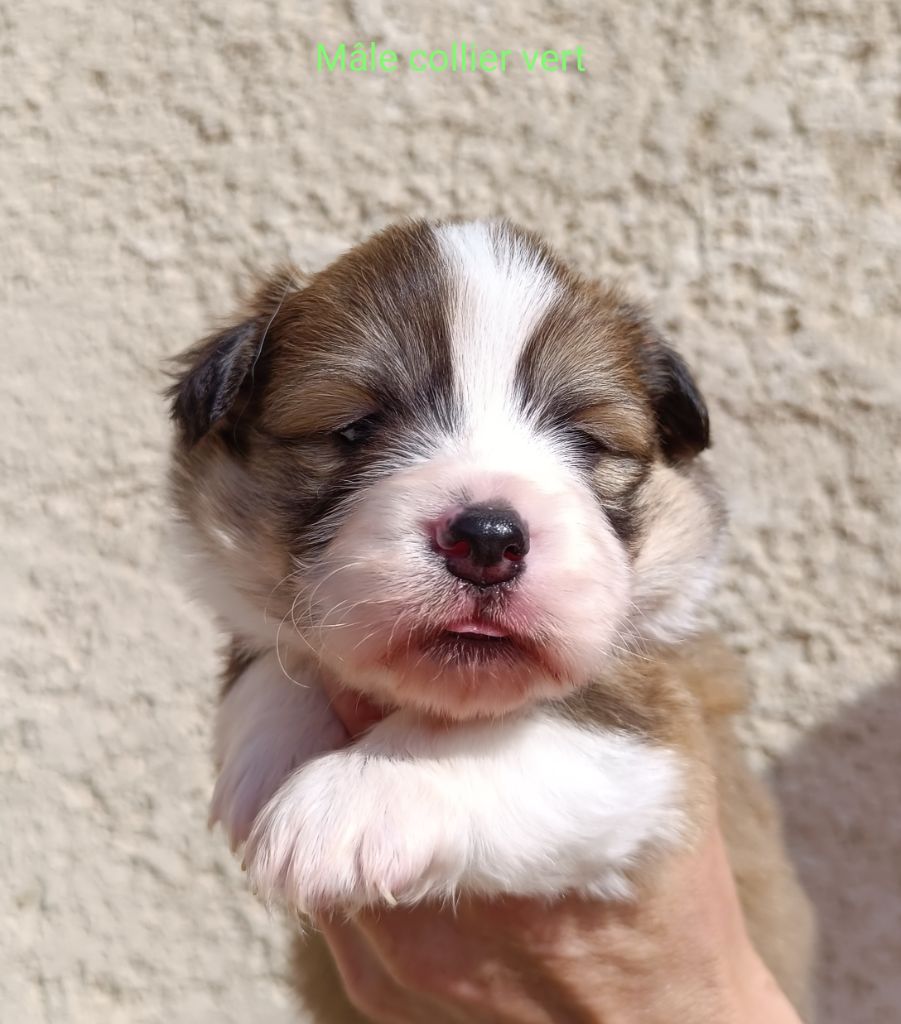 de l'Outsaïna - Des mâles Fluffy sont disponibles