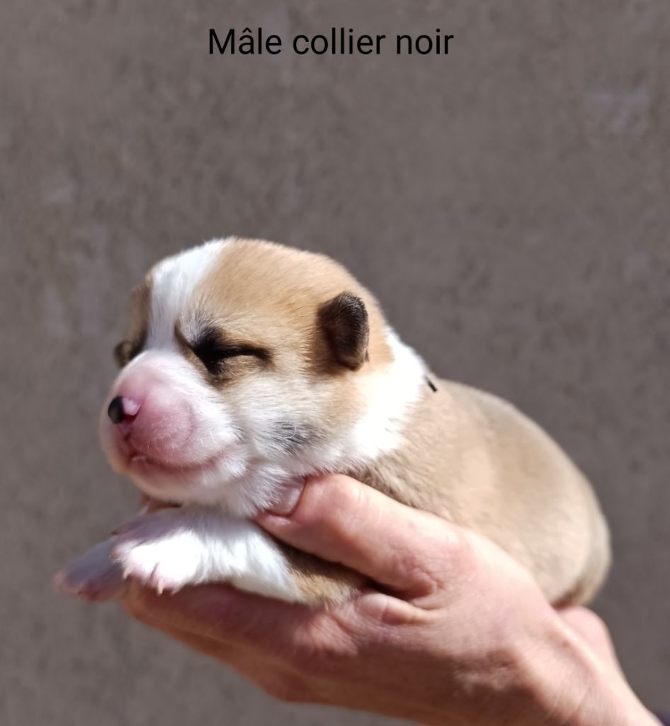 de l'Outsaïna - Nouvelles photos des bébés de Demetra et Marcello à 10 jours
