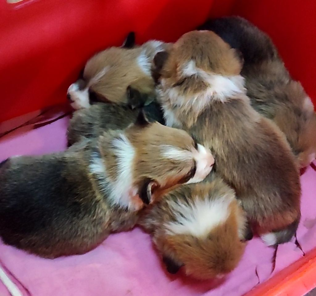 de l'Outsaïna - Tous nos bébés sont réservés