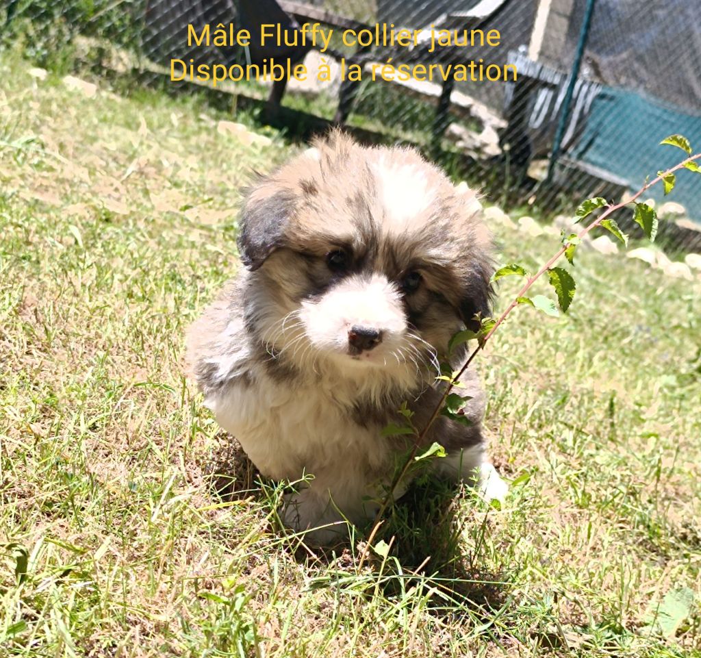 de l'Outsaïna - Adorable mâle Fluffy collier jaune