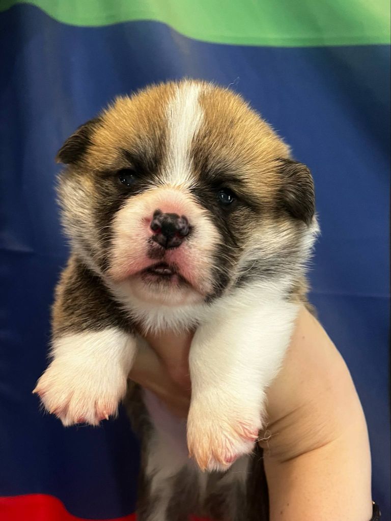 Mâle Welsh corgi Pembroke fauve et Blanc Bobtail (queue courte)