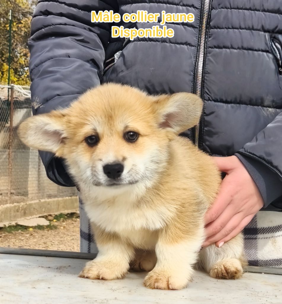 Photos de notre petit mâle disponible 