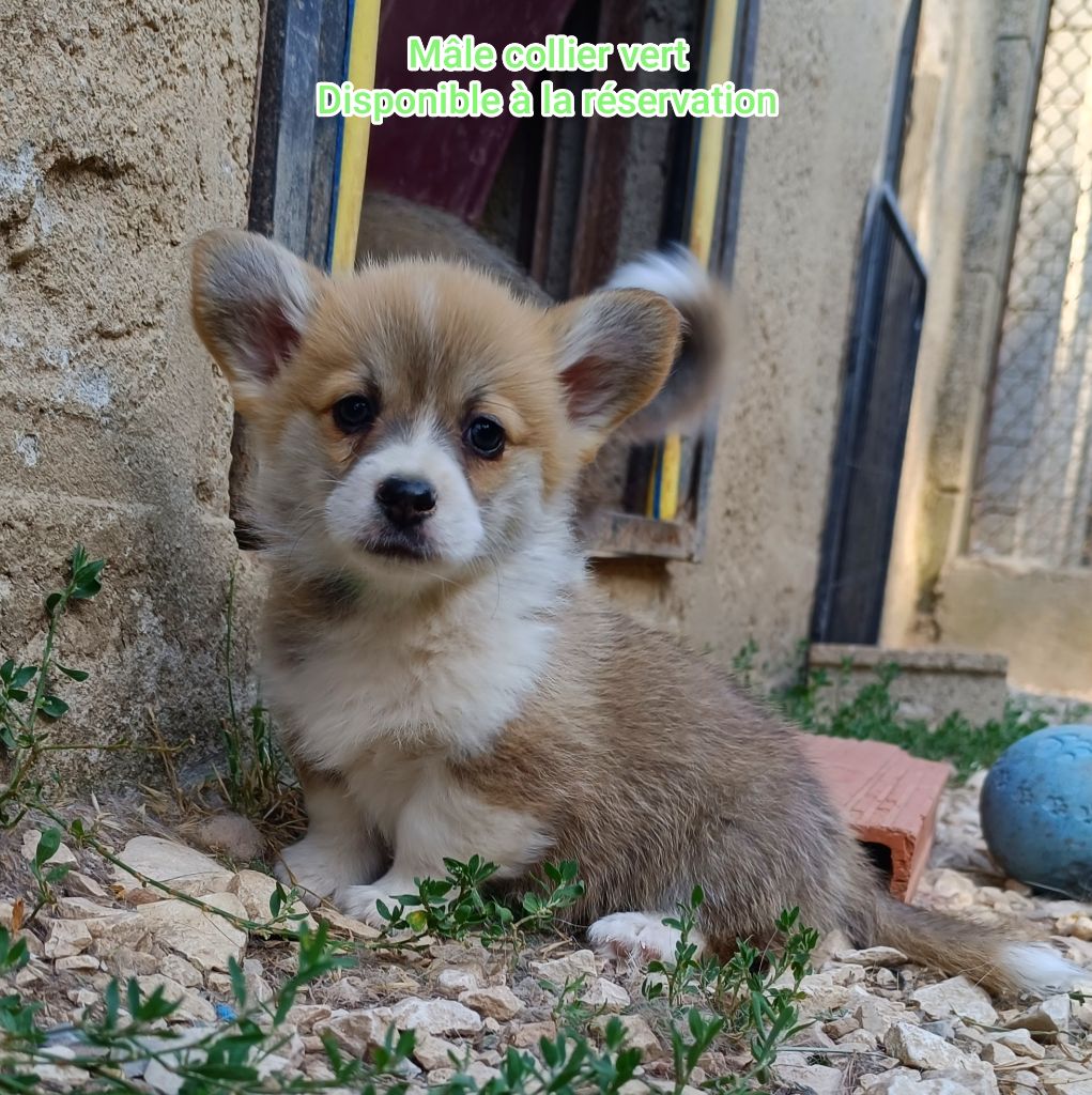 Le joli mâle collier vert attend sa famille 