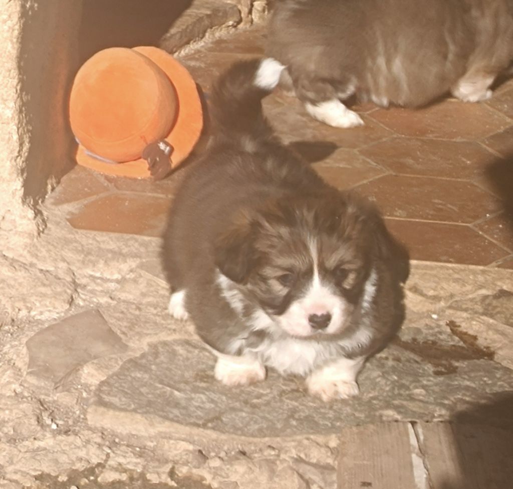 de l'Outsaïna - Nouvelle photo de notre femelle Fluffy