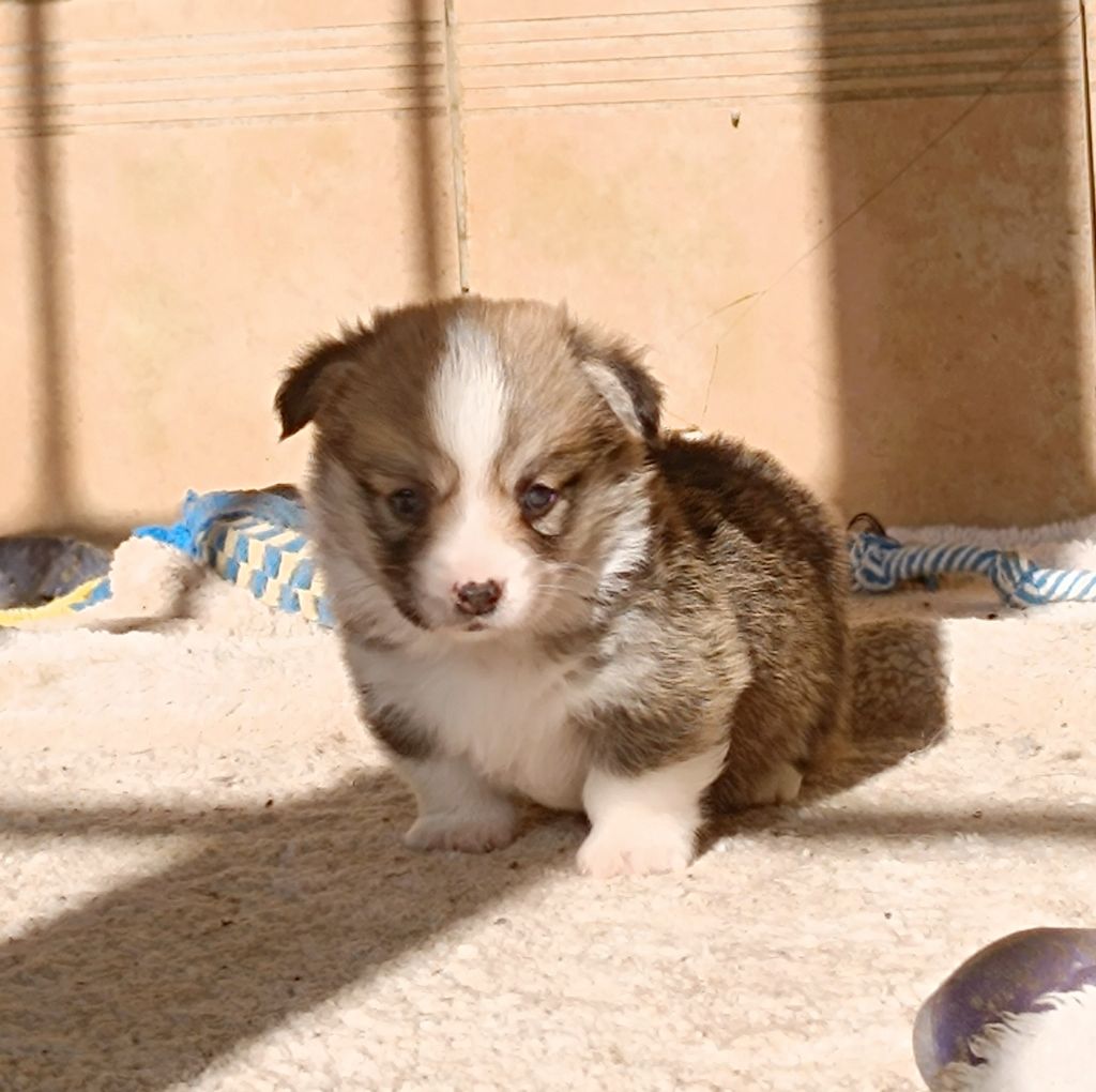 de l'Outsaïna - Mâle Welsh corgi Pembroke fauve et Blanc
