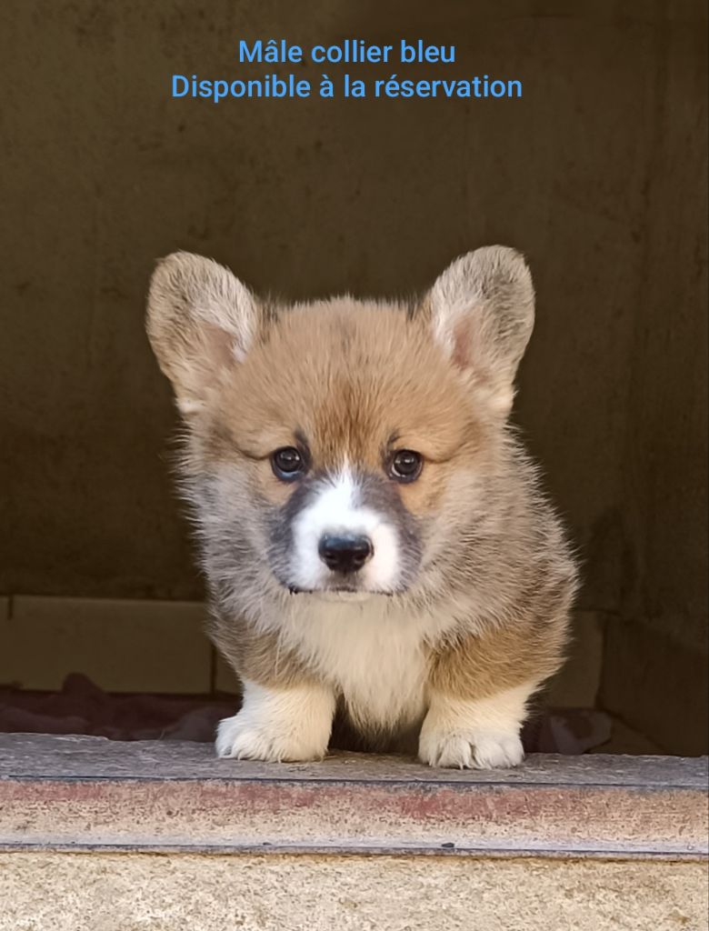 Photos récentes de nos chiots actuellement disponibles à la réservatio