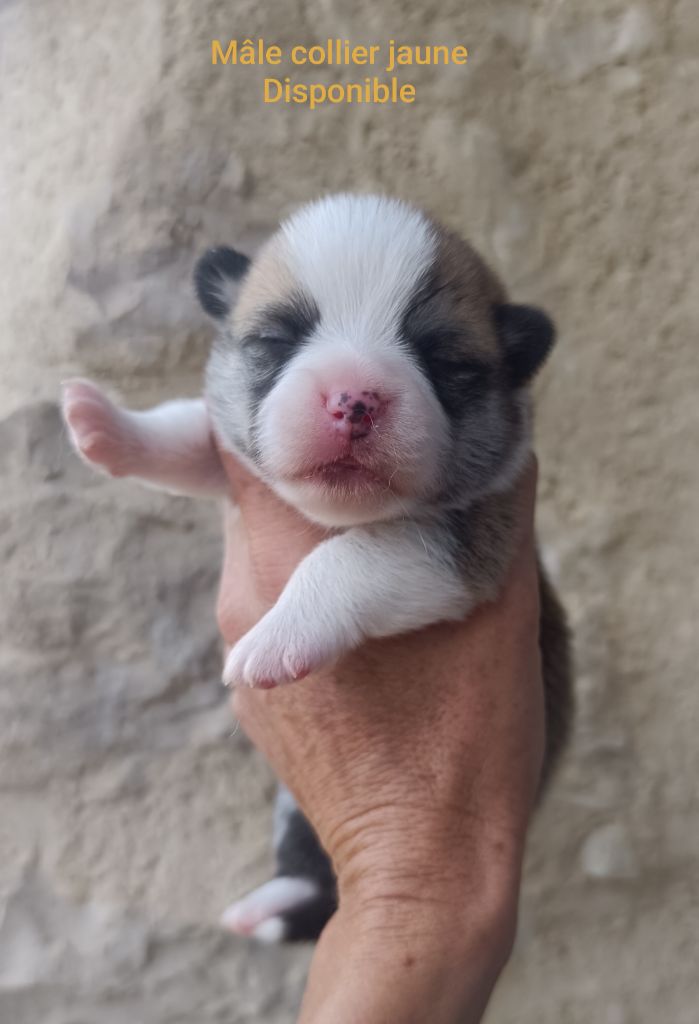 Photos de nos chiots nés le 18 mai 2025