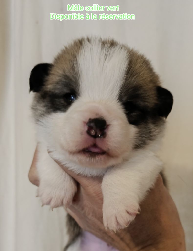 de l'Outsaïna - Photos de nos bébés disponibles à 19 jours