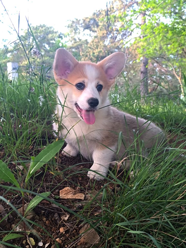 de l'Outsaïna - Welsh Corgi Pembroke Disponible
