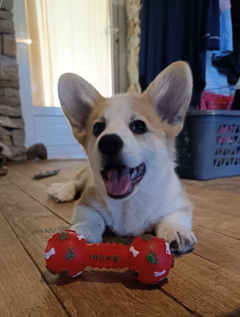 de l'Outsaïna - Notre magnifique V'Ace Corgi de l'Outsaïna est disponible